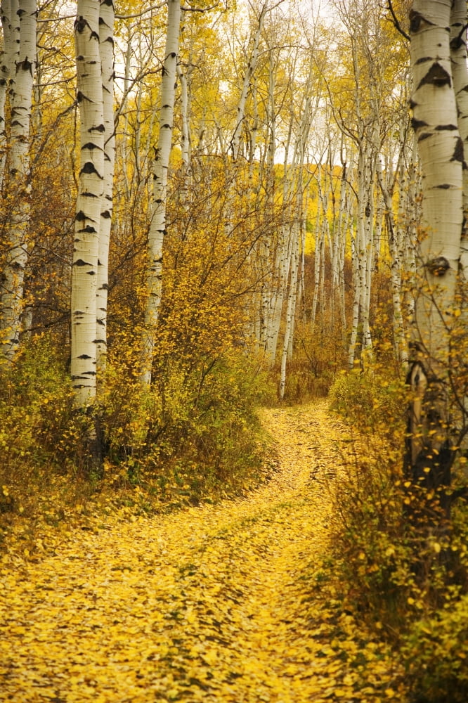 Colorado Steamboat Yellow Aspen Leaves On Country Road Canvas Art - Ron Dahlquist Design Pics (22 x 34)