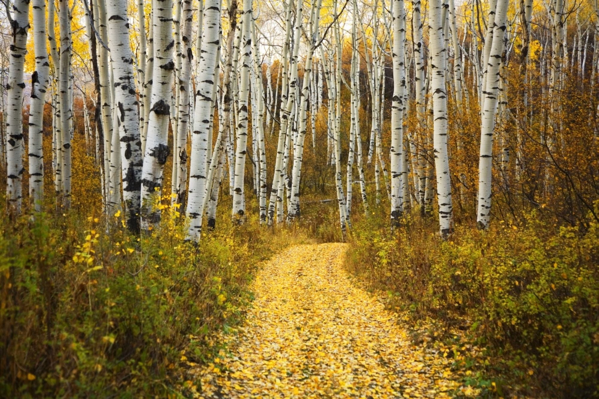 Colorado Steamboat Yellow Aspen Leaves On Country Road Canvas Art - Ron Dahlquist Design Pics (34 x 22)