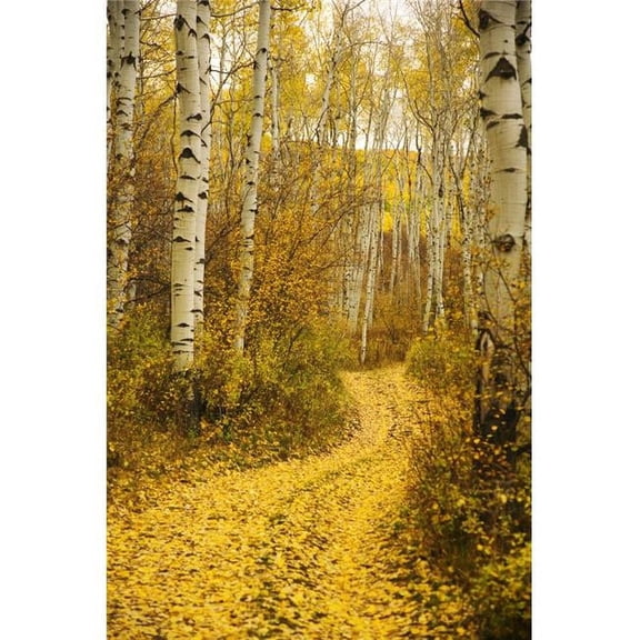 Colorado Steamboat Yellow Aspen Leaves On Country Road Poster Print - 11 x 17