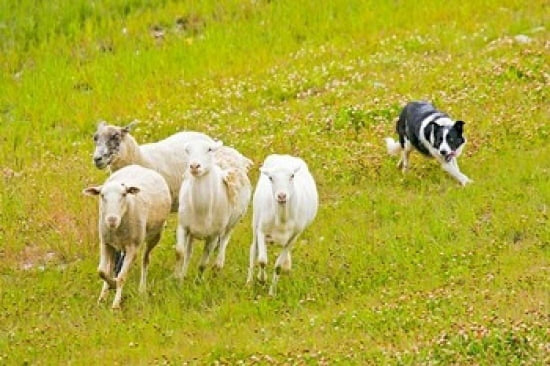 Colorado Summit County Border Collie dog Canvas Art - Jaynes Gallery DanitaDelimont (24 x 15)