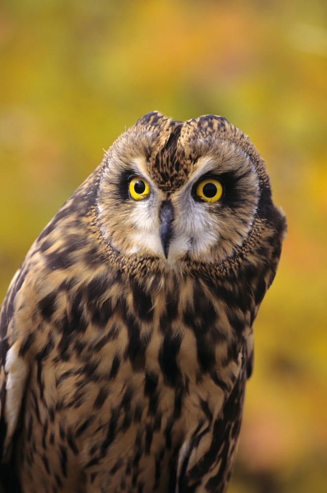 Colorado View Of A Short Eared Owl Canvas Art - John Hyde Design Pics (22 x 34)