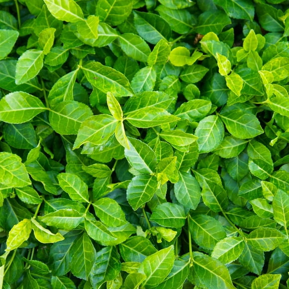 Coloratus' Wintercreeper Euonymus 1 Gallon