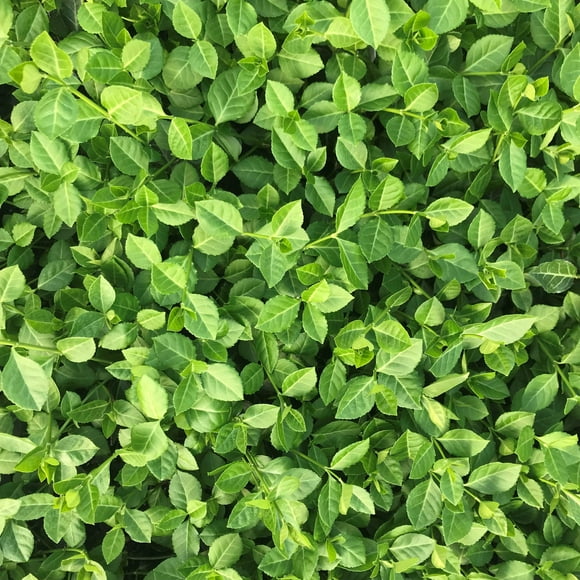 Coloratus' Wintercreeper Euonymus 1 Quart (Pack of 4)