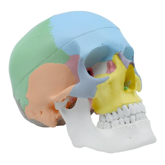 Colored Human Adult Skull Anatomical Model, 3 Part - Life Size - Hand Painted, Color Coded - Medical Quality, 9 Inches - Removable Skull Cap - Eisco Labs