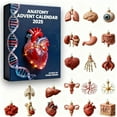 thumbnail image 1 of Colorful 2025 Anatomy Advent Calendar With Human Organ Miniatures, Funny Science Christmas Countdown For Doctors, Nurses, Anatomy Fans, 1 of 3
