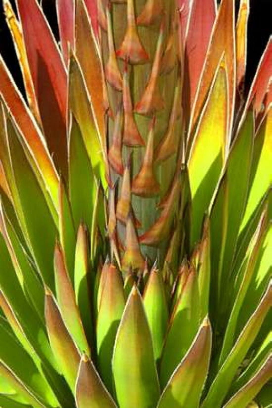 Colorful Agave I Canvas Art - Douglas Taylor (24 x 36)