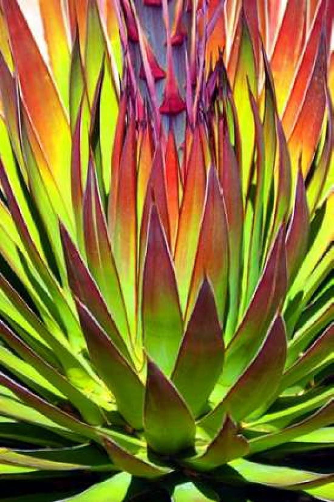 Colorful Agave II Canvas Art - Douglas Taylor (12 x 18)