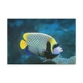 thumbnail image 1 of Colorful Angel Fish Glow In The Dark Angel Fish Inside Wall Art Ready To Hang Unframed, 1 of 18