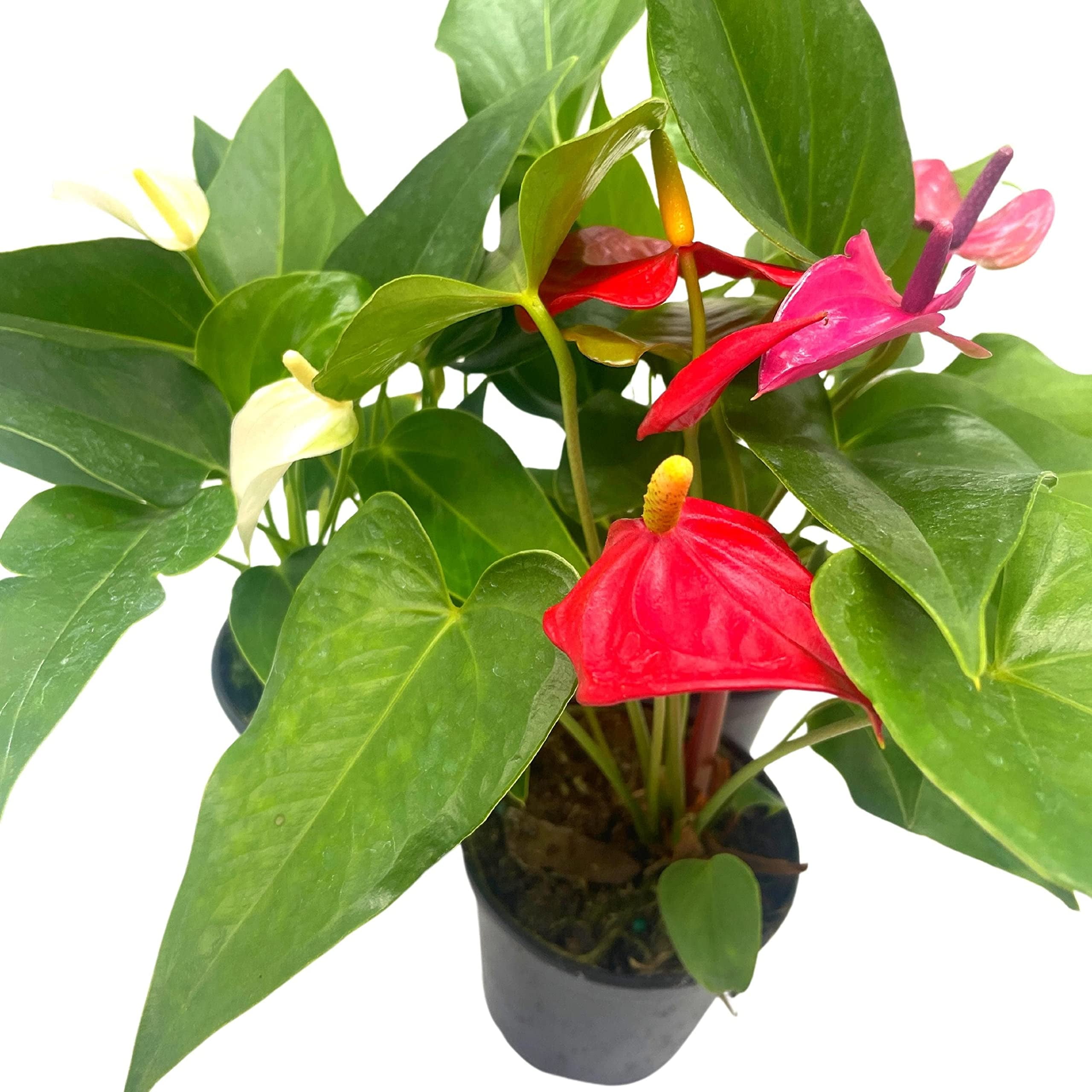 Colorful Anthurium Assortment, 4 inch Set of 3, Different Color Flowers,  Red, White, Pink, Purple, Orange, Peppermint, and More - Walmart.com