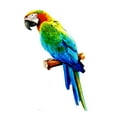 thumbnail image 1 of Colorful Artificial Parrots Figurines Miniature Pendant Hanging Bird Model Animal Sculpture Photo Props for Garden Wedding C, 1 of 8