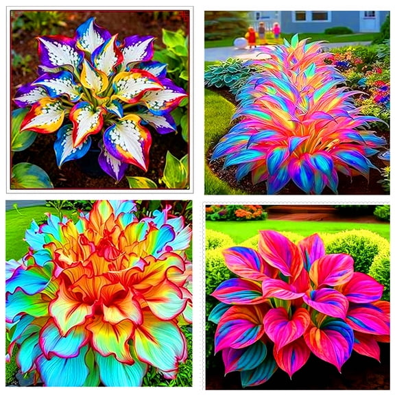 Colorful Assorted Hostas for Planting-(Non-Artificial)-Easy to Grow, Quick Sprouting Garden Landscape Decor