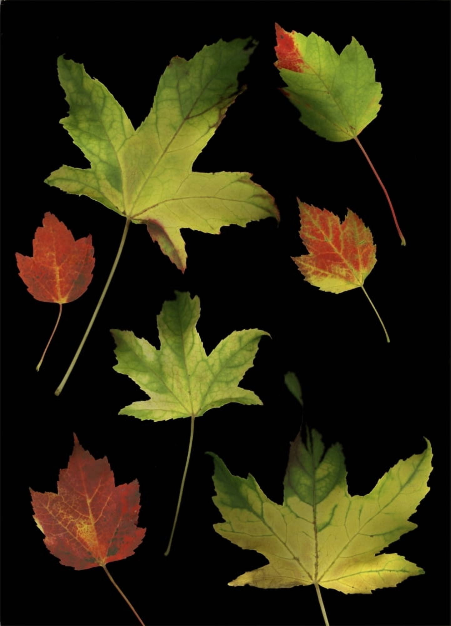 Colorful Autumn Leaves Canvas Art - Deddeda Design Pics (12 x 17)