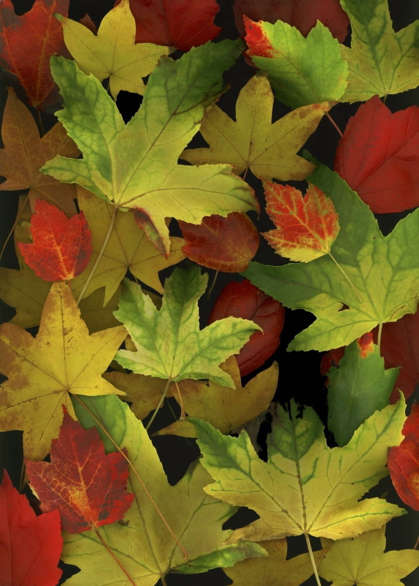 Colorful Autumn Leaves Canvas Art - Deddeda Design Pics (12 x 17)