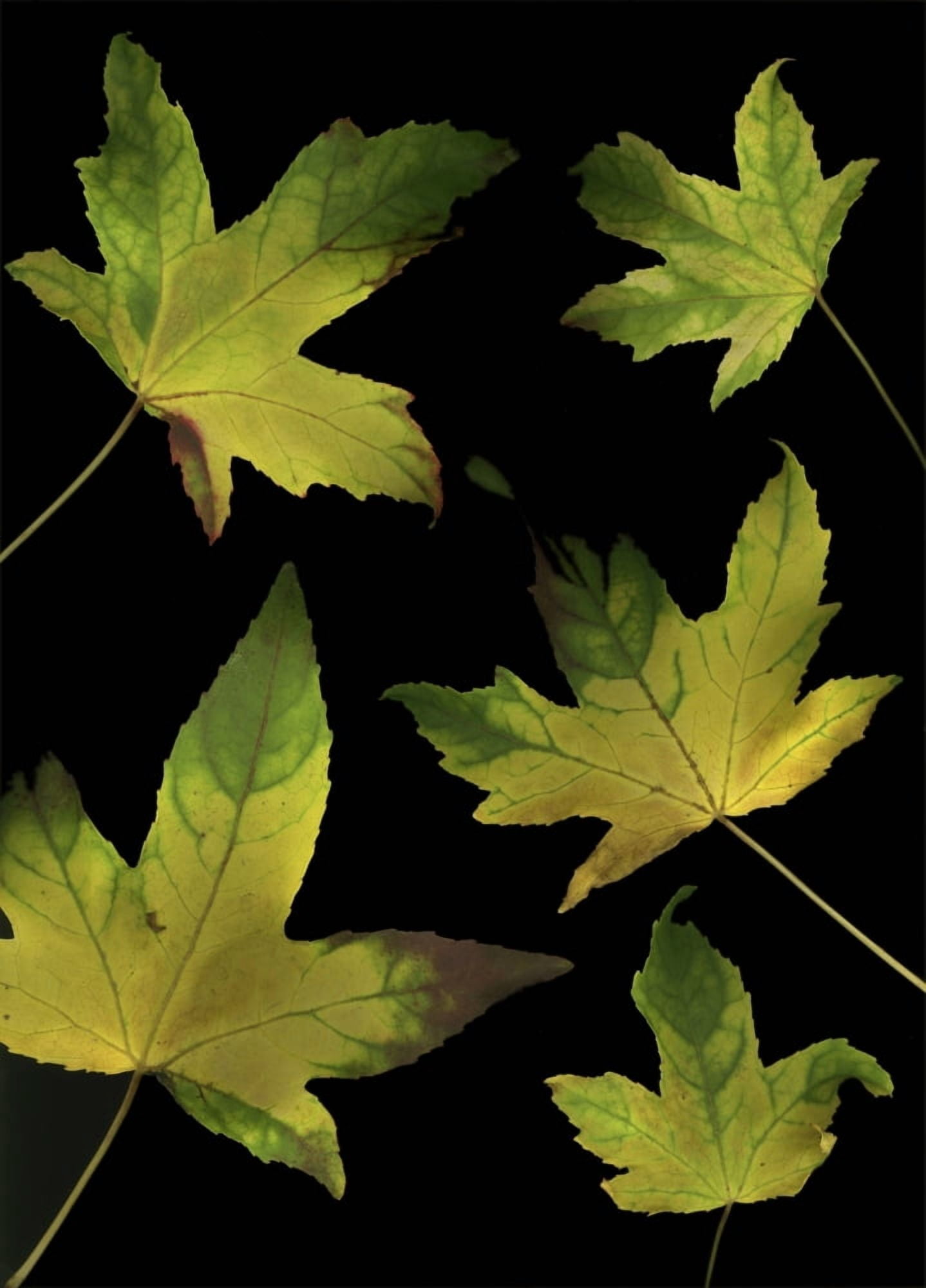 Colorful Autumn Leaves Canvas Art - Deddeda Design Pics (24 x 34)