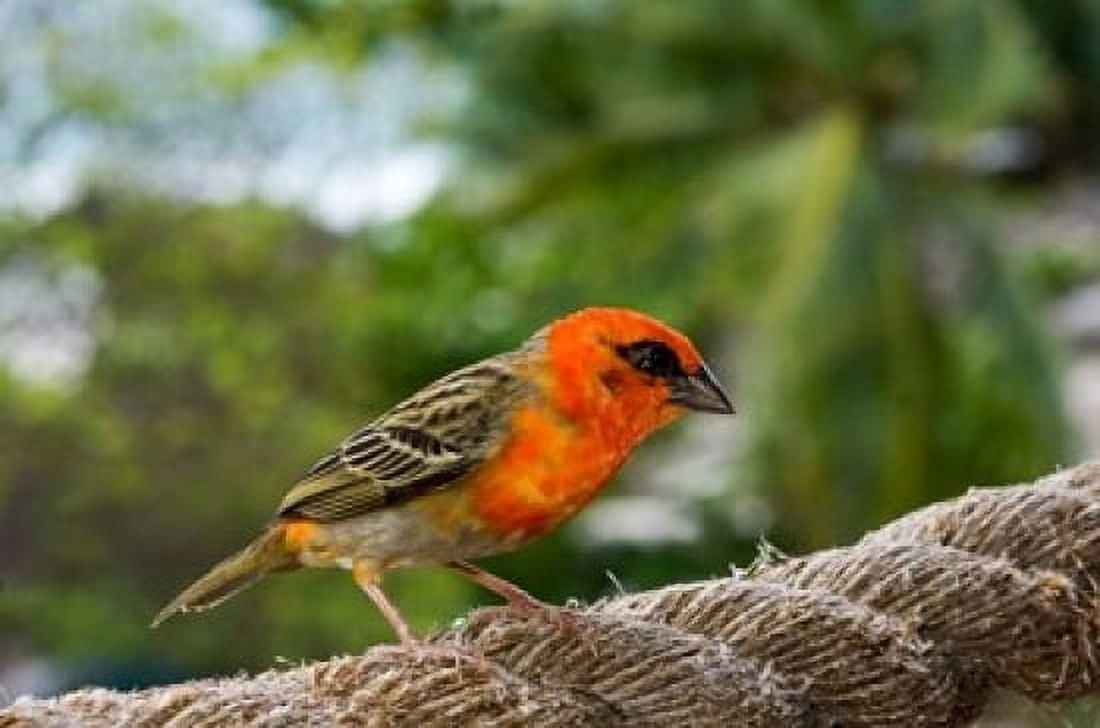 Colorful Bird on Fregate Island Seychelles Africa Canvas Art - Alison Wright DanitaDelimont (17 x 11)