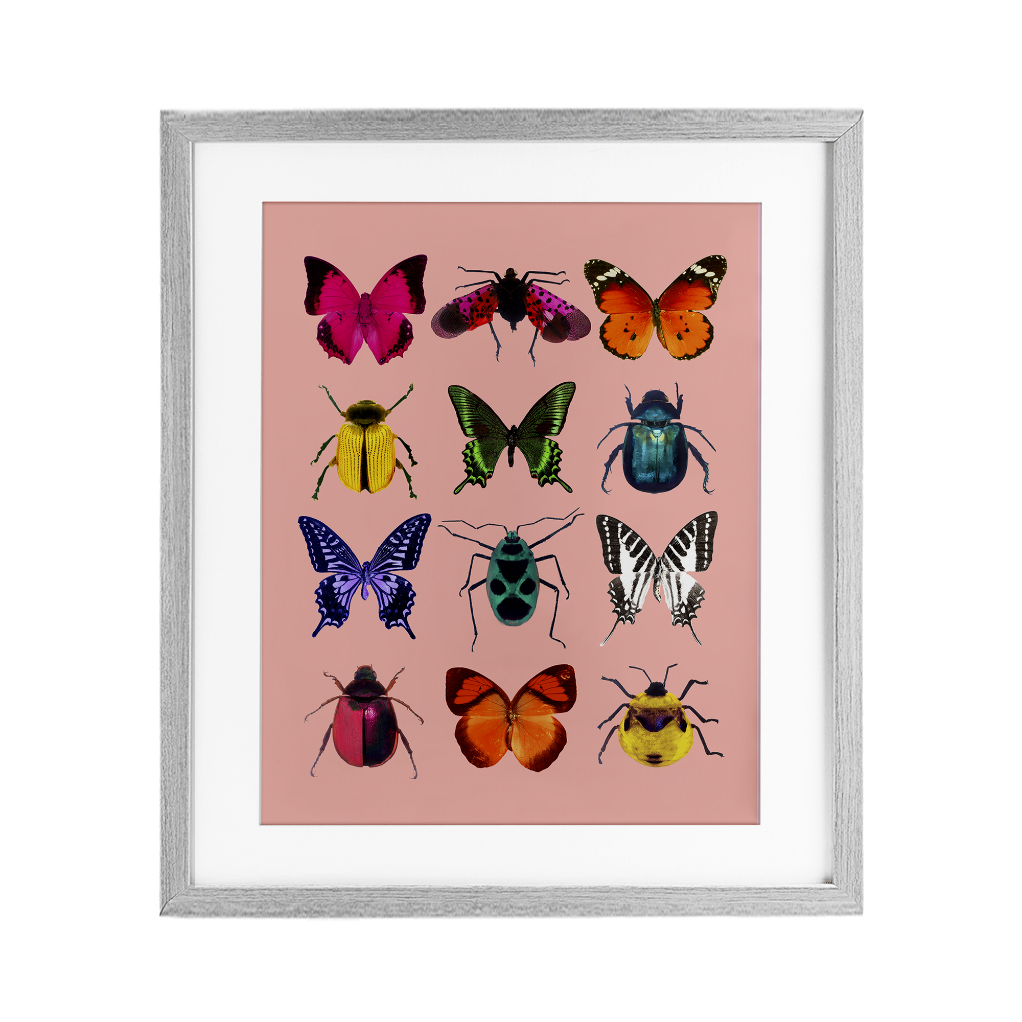 Colorful Bug Species on Pink Gray Framed Print Under Glass, design by LISH Creative