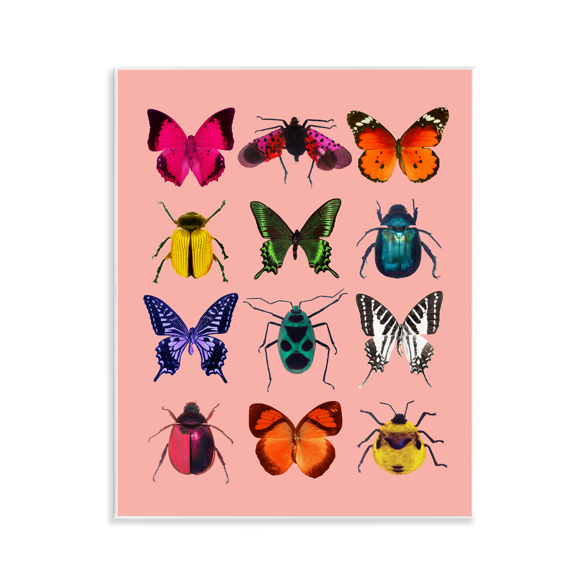 Colorful Bug Species on Pink Wall Plaque Art, design by LISH Creative