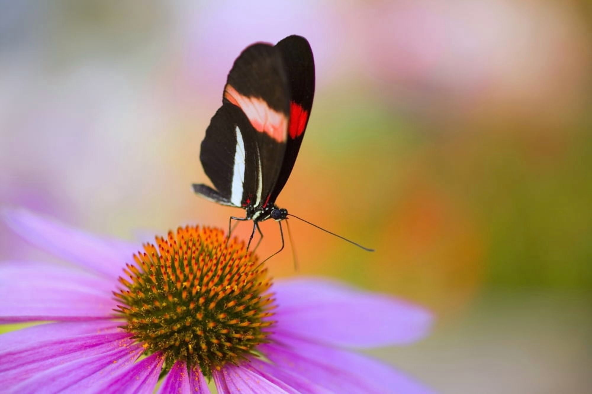 Colorful Butterfly On Cone Flower Blossom In Spring Oregon Usa Canvas Art - Craig Tuttle Design Pics (38 x 24)