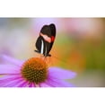 thumbnail image 1 of Colorful Butterfly On Cone Flower Blossom In Spring; Oregon, Usa Poster Print (19 x 12), 1 of 3