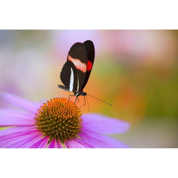 Colorful Butterfly On Cone Flower Blossom In Spring; Oregon, Usa Poster Print (19 x 12)