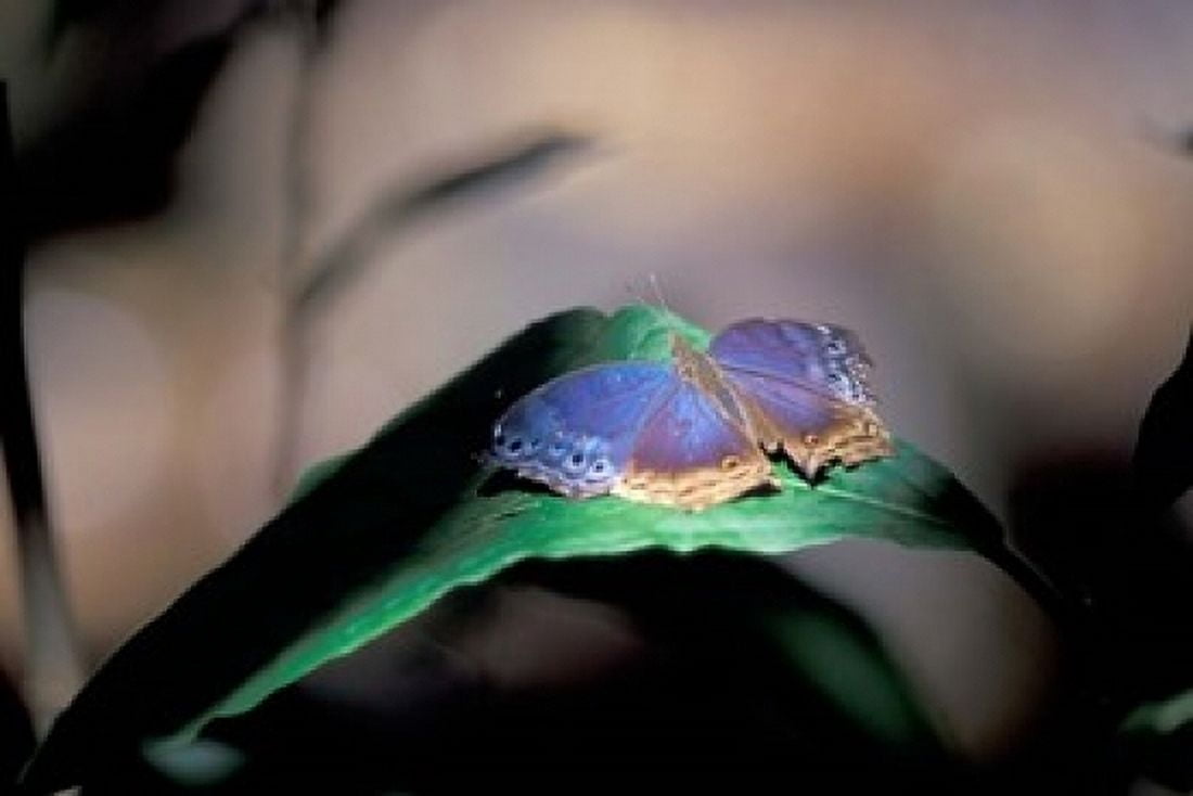 Colorful Butterfly Wings Gombe National Park Tanzania Canvas Art - Kristin Mosher DanitaDelimont (24 x 15)