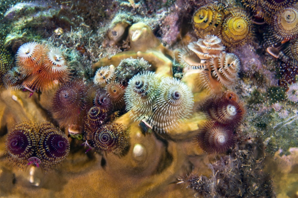 Colorful Christmas Tree Worms Key Largo Florida Canvas Art - Michael WoodStocktrek Images (18 x 12)