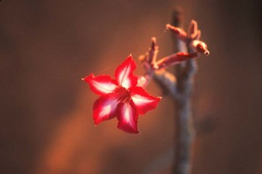 Colorful Close-up of a Flower Kruger National Park South Africa Canvas Art - Bill Bachmann DanitaDelimont (37 x 25)