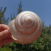 Colorful Conch Sea Snail Shell Decoration for Aquarium Coastal Beach Scene Display or Marine Theme Craft Project