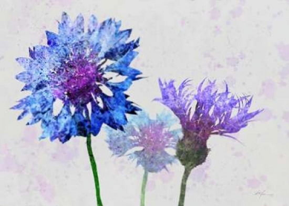 Colorful Cornflowers 1 Canvas Art - Ken Roko (20 x 28)
