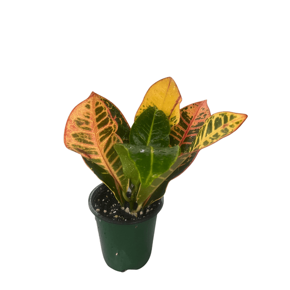 Colorful Croton - 3.5" Pot - Codiaeum Petra