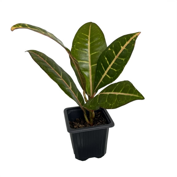 Colorful Croton - 4" Pot - Codiaeum Petra