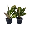 thumbnail image 1 of Colorful Croton - 3" Pots - 2 Pack - Codiaeum Petra, 1 of 3