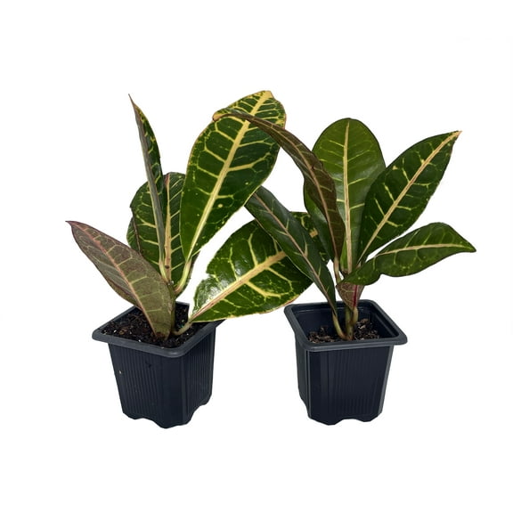 Colorful Croton - 3" Pots - 2 Pack - Codiaeum Petra