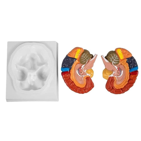 Colorful, Dissectible Anatomy Learning Tool for Education 2-Piece Detailed Human Brain Model