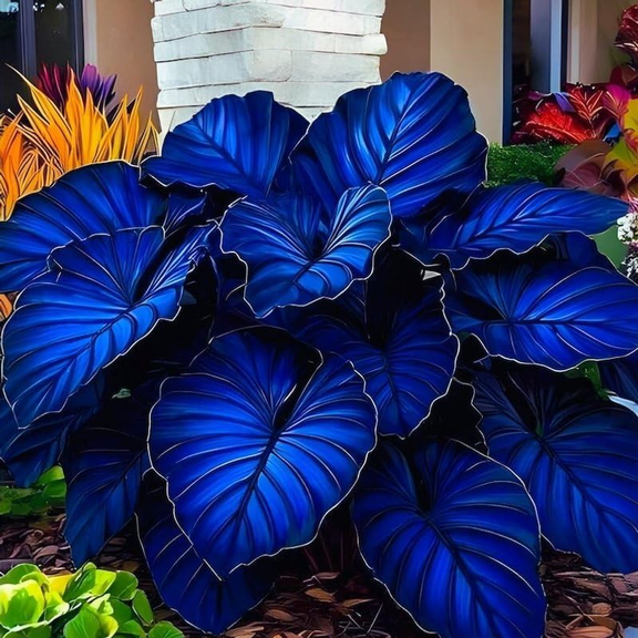 Colorful Elephant Ear for Landscapes-Long Continuous Blooms-Low Maintenance-Ideal for Flower beds, Plant Pots & Planters