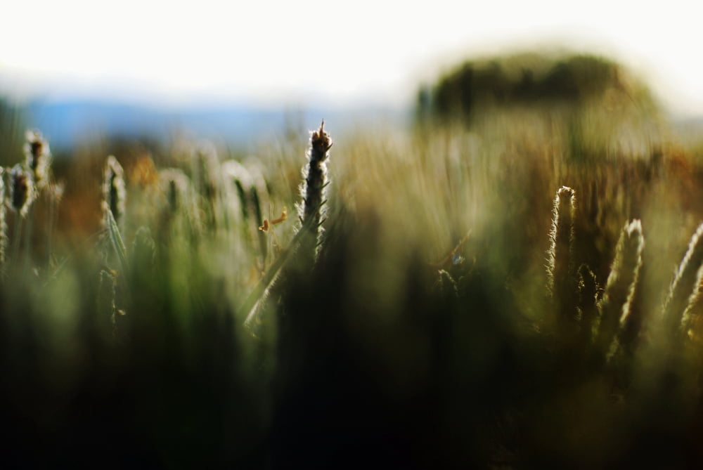 Colorful Field Of Various Plants And Grasses Canvas Art - Ray Laskowitz  Design Pics (34 x 22)