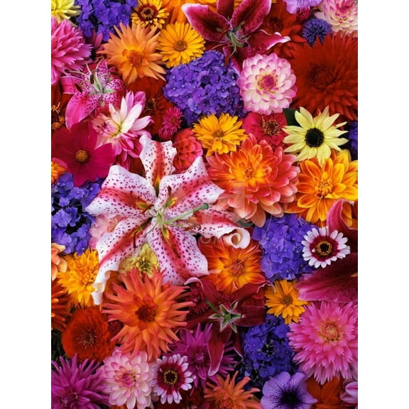Colorful Flowers, Unframed Photographic Print Wall Art by Darrell Gulin Sold by Art.Com
