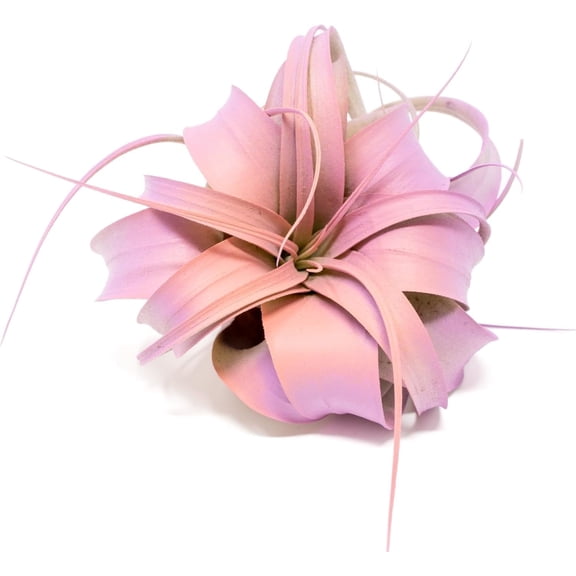 Colorful Mini Tillandsia Xerographica Air Plants in Custom Vibrant Tones - (Hawaiian Sunset, Single)