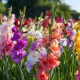 thumbnail image 1 of Colorful Mix Gladiolus Garden Flowers - 40 Bulbs - Red, Yellow, White, Pink, Orange Flowers Attracts Butterflies, Bees & Hummingbirds - Perennial Plants That Will Grow Back Year After Year, 1 of 5