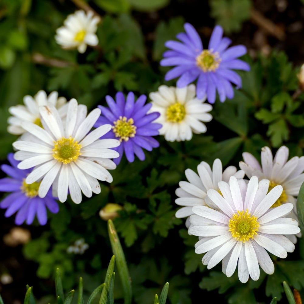 Colorful Mixed Anemone Blanda - Blue, Purple \u0026 White Flowers - 30 Bulbs - Attracts Butterflies, Bees \u0026 Hummingbirds