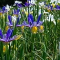 thumbnail image 1 of Colorful Mixed Dutch Iris-Blue, Yellow, Purple, White Flowers - 30 Bulbs - Attracts Bees & Butterflies - Spring Blooming, Easy to Grow & Maintain, 1 of 6