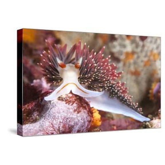 Colorful Nudibranch, Stretched Canvas Wall Art by Kelpfish Sold by Art.Com