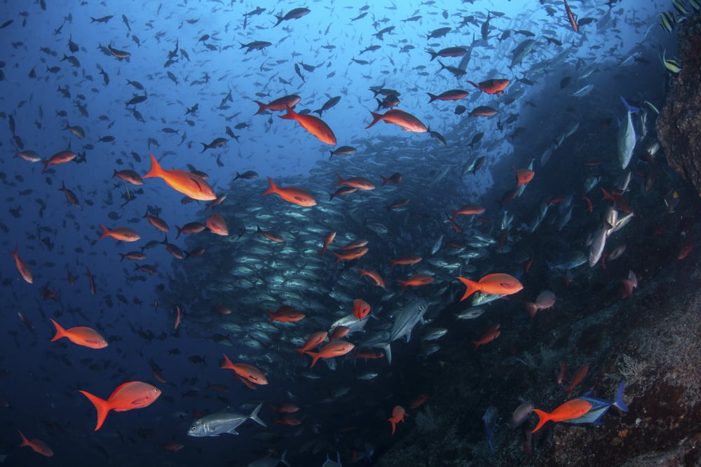Colorful Pacific creolefish in deep water near Cocos Island Costa Rica Canvas Art - Ethan DanielsStocktrek Images (34 x 23)