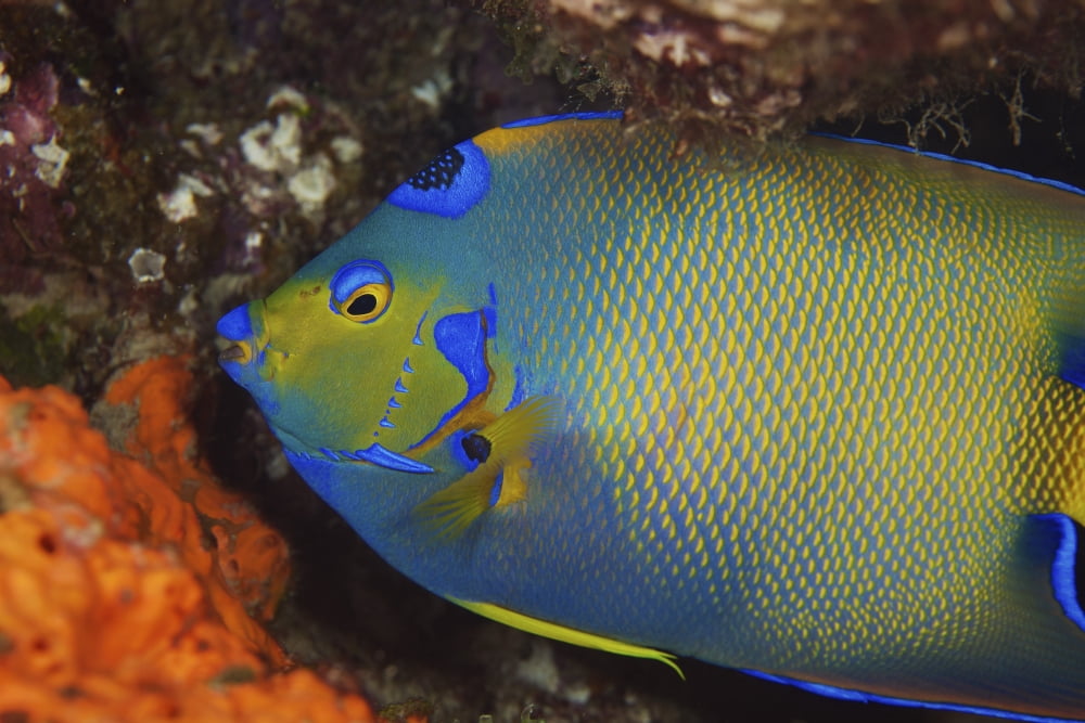 Colorful Queen Angelfish Canvas Art - Terry MooreStocktrek Images (18 x 12)