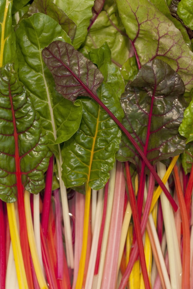 Colorful Rainbow Swiss Chard Calgary Alberta Canada Canvas Art - Michael Interisano Design Pics (12 x 19)