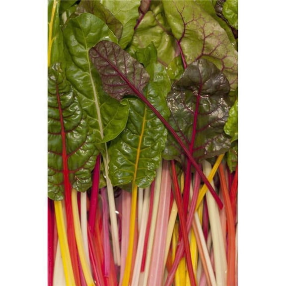 Colorful Rainbow Swiss Chard - Calgary, Alberta, Canada Poster Print, 12 x 19