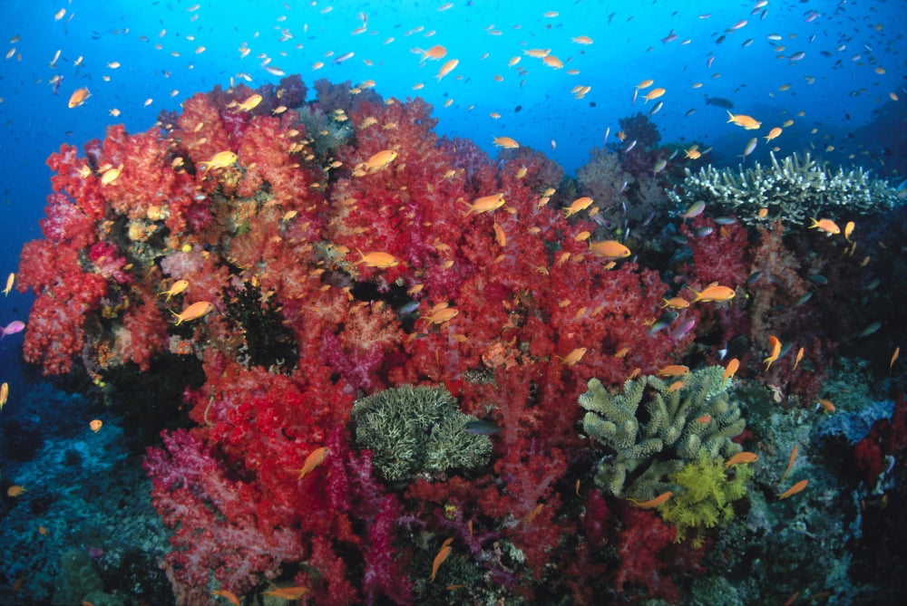 Colorful Reef Scene With Alcyonarian Coral School Of Anthias Canvas Art - Dave Fleetham Design Pics (19 x 12)