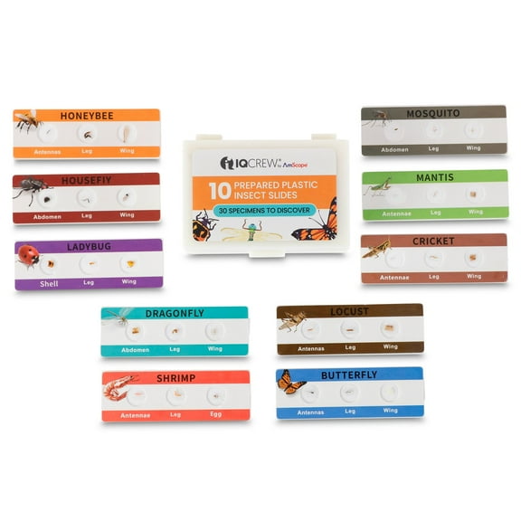Colorful Set of 10 Plastic Prepared Microscope Slides with 30 Unique Insect Specimens