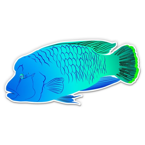 Colorful Tropical Fish Snorkeling Diving Napoleon Fish - 12" Vinyl Sticker Waterproof Decal