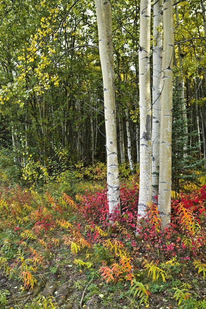 Colorful View Of Aspen Tree Trunks And Fall Foliage On The Kenai Pennensula In Southcentral Alaska Canvas Art - Kevin Smith Design Pics (24 x 38)